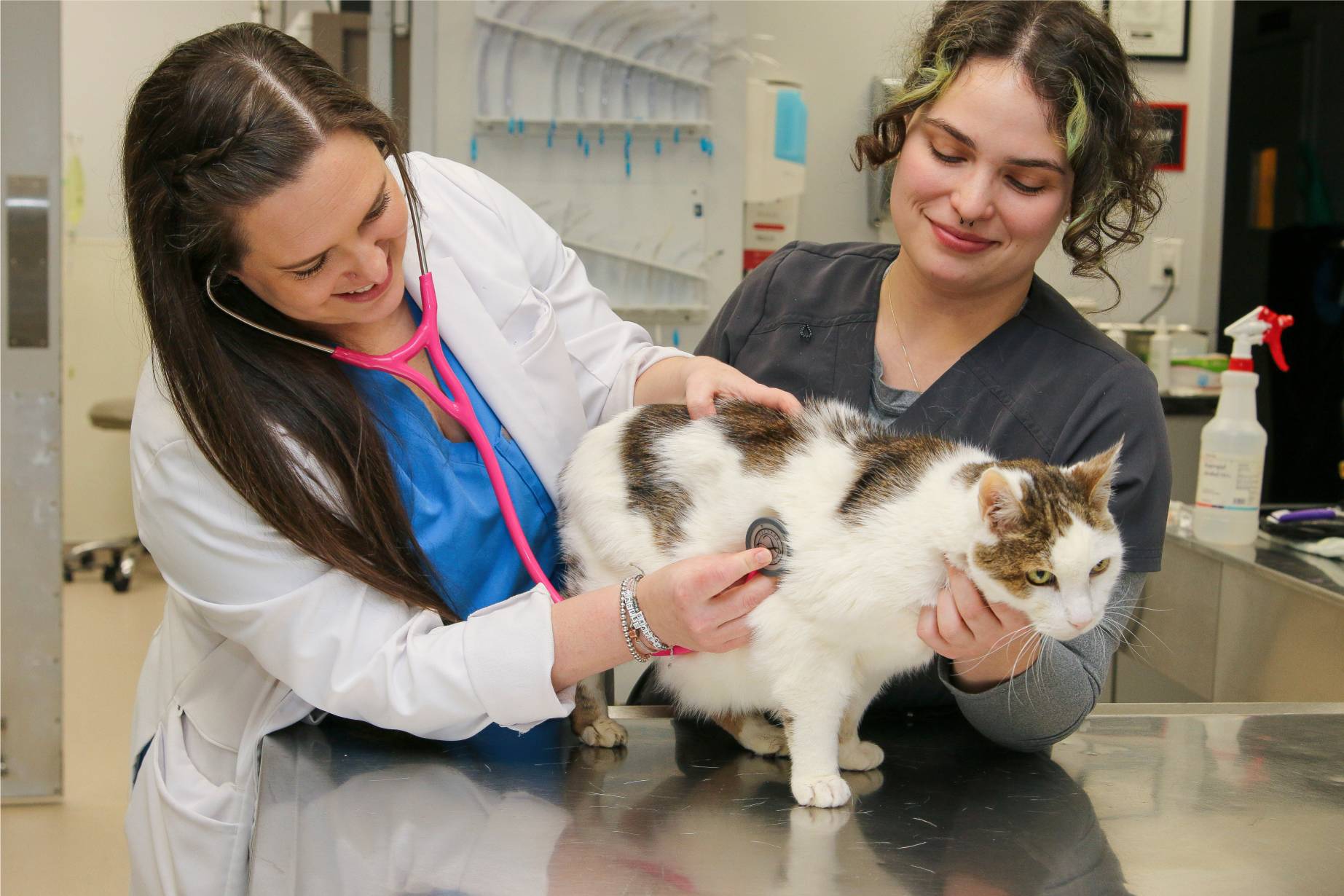 veterinarians holding a cat