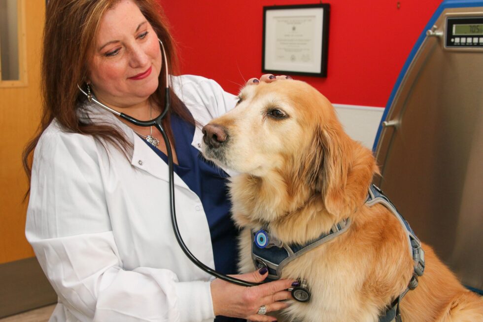 Veterinary Appointment In Staten Island Bay Street Animal Veterinary Appointment In Staten Island Bay Street Animal